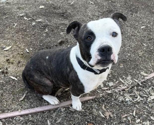 CLIVE - Pit Bull Terrier available for adoption