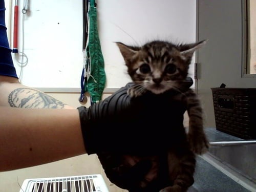 A1048294 - Domestic Short Hair available for adoption