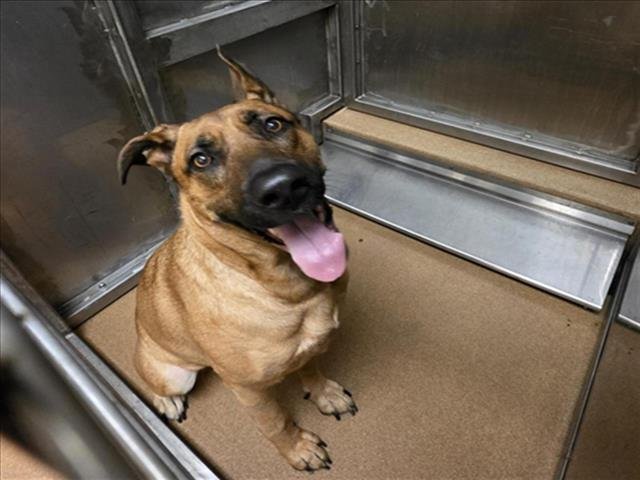 ARIES - German Shepherd Dog available for adoption