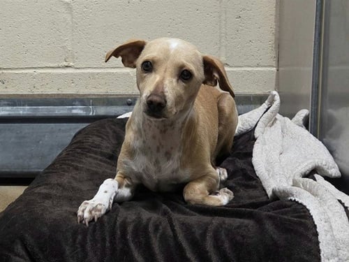 A1055496 - Chihuahua available for adoption