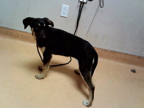 STAR - German Shepherd Dog available for adoption