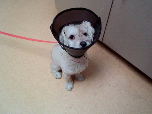 CAVIAR - Poodle (Miniature) available for adoption