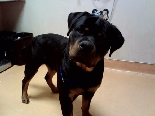 A1053392 - Rottweiler available for adoption