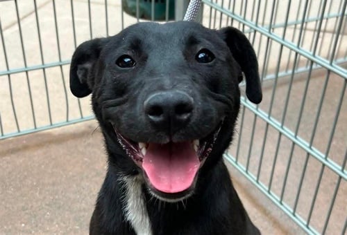 HARLEY QUINN - Pit Bull Terrier available for adoption