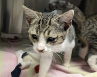 CAT FISH - Photo 1