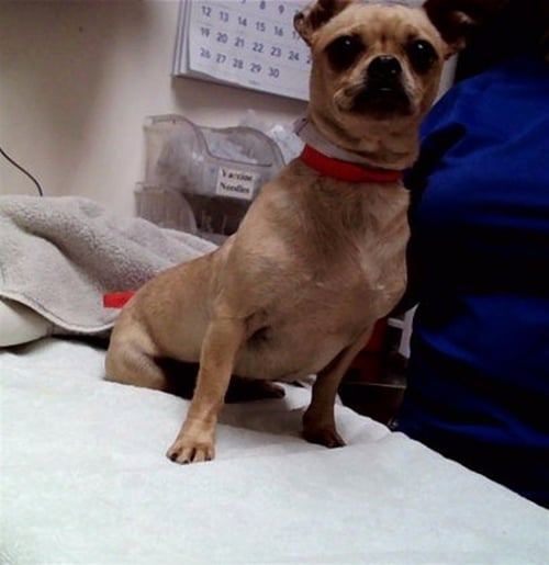 MEGARA - Terrier for adoption in Vallejo