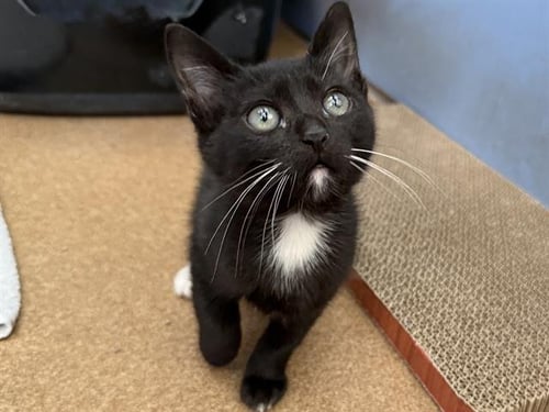 LEONARDO DICATRIO - Domestic Short Hair available for adoption