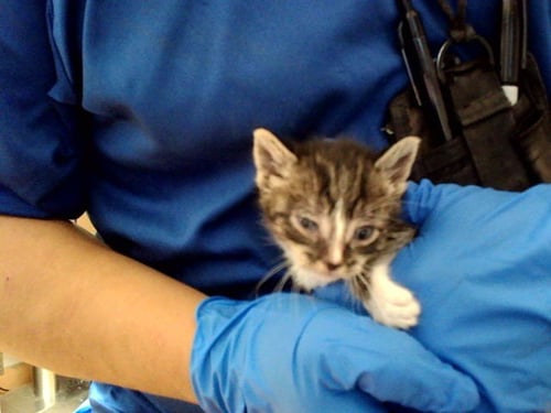 A1047603 - Domestic Short Hair available for adoption