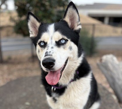 RIDLEY - Siberian Husky available for adoption