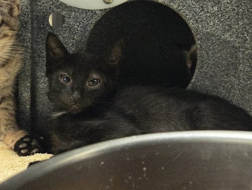 JACK - Domestic Short Hair available for adoption