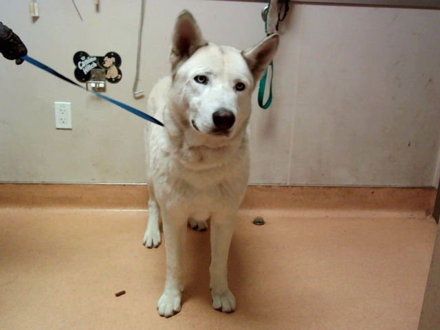 NUBE - Siberian Husky available for adoption