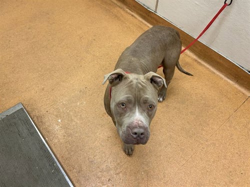 VANILLA - Pit Bull Terrier available for adoption