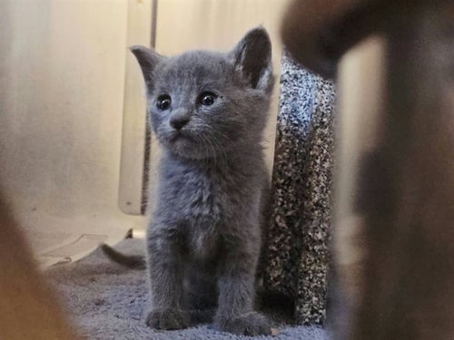 A1054306 - Domestic Short Hair available for adoption