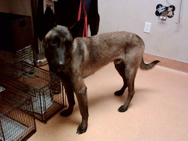 BROTEO - Belgian Shepherd Malinois available for adoption