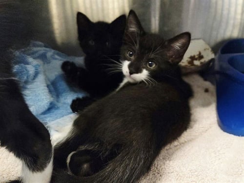 A1053674 - Domestic Short Hair available for adoption
