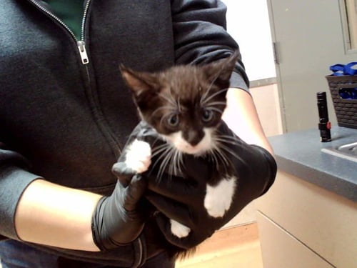 A1053674 - Domestic Short Hair available for adoption