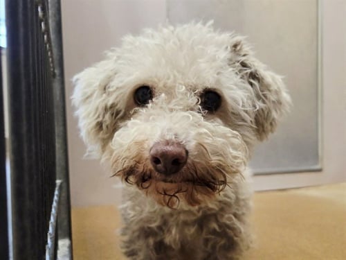 CODY - Poodle (Miniature) available for adoption