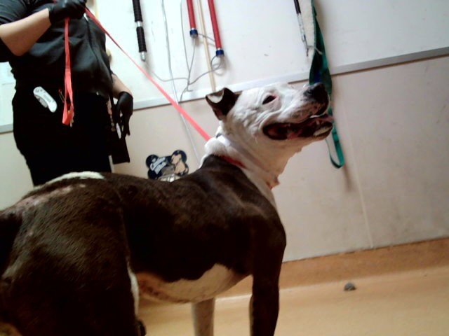 HOLLY Image