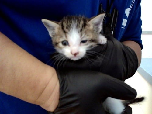 A1047849 - Domestic Short Hair available for adoption