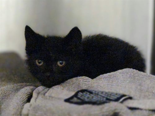 A1055362 - Domestic Medium Hair available for adoption