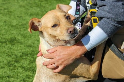 BELLA - Terrier available for adoption