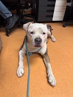 MISTER - Pit Bull Terrier available for adoption