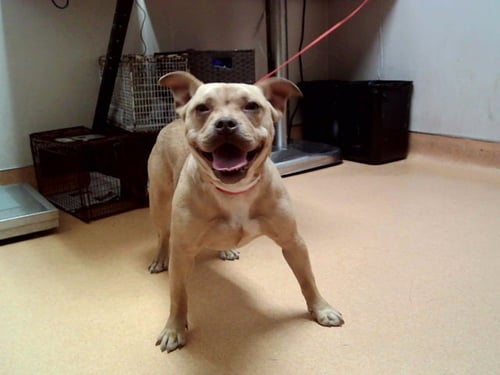 TWINKIE - Pit Bull Terrier available for adoption