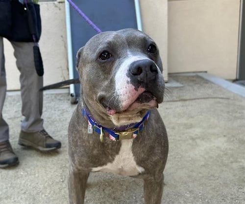 SHAKIRA - Pit Bull Terrier available for adoption