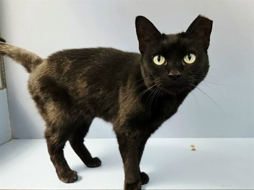 AREIA - Domestic Short Hair for adoption in Concord