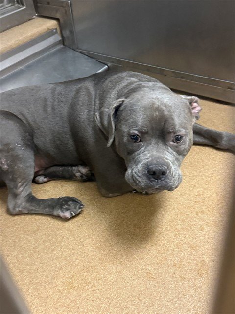 KOA - Pit Bull Terrier available for adoption