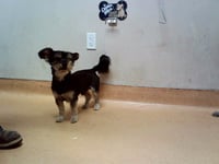 BEAR - Photo 1