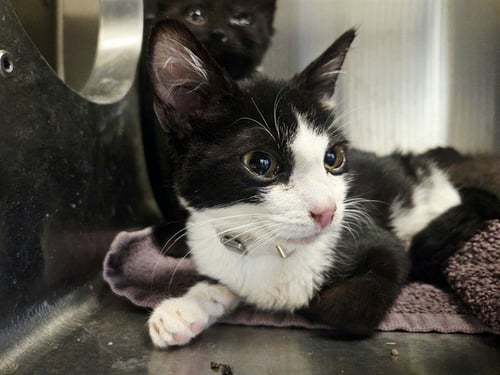 A1053698 - Domestic Short Hair available for adoption