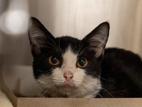 A1053698 - Domestic Short Hair available for adoption