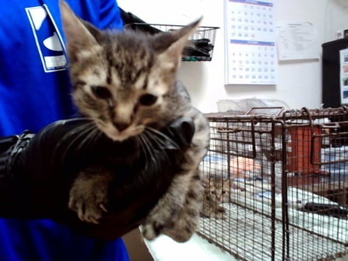A1053458 - Domestic Short Hair available for adoption