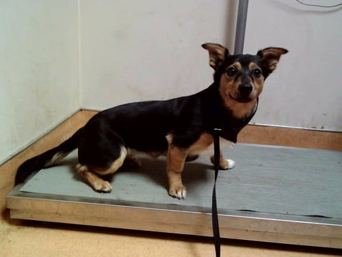 SCAMPI - Terrier available for adoption
