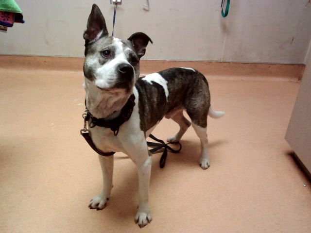 PABLO - Pit Bull Terrier available for adoption