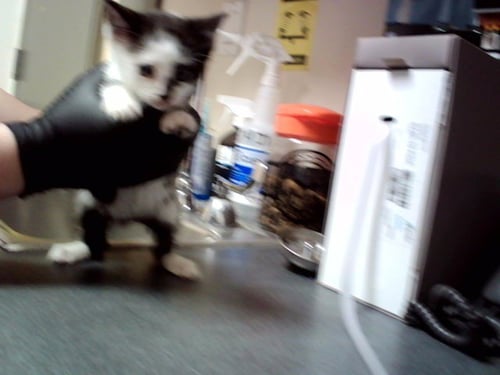 A1048554 - Domestic Short Hair available for adoption