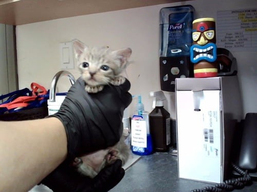A1052429 - Domestic Short Hair available for adoption