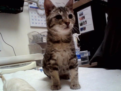 ROXIE - Domestic Short Hair available for adoption