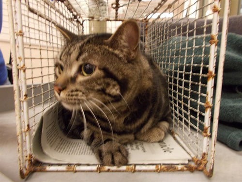 LOUIE - Domestic Short Hair available for adoption