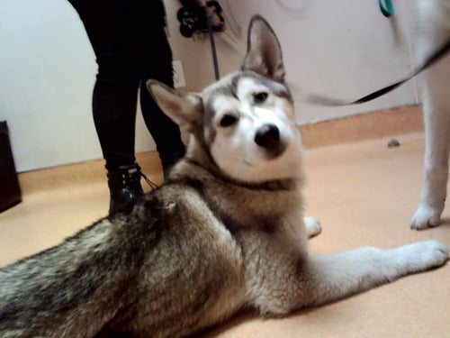 WEBER - Siberian Husky available for adoption