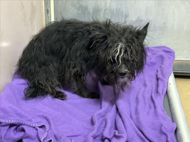 BATMAN - Terrier available for adoption