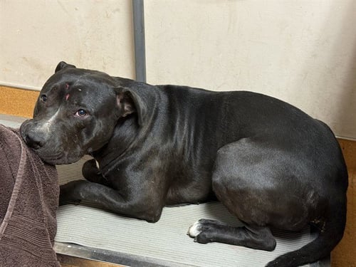 FOGHORN LEGHORN - Pit Bull Terrier available for adoption