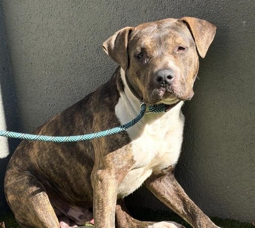 BOBBY - Pit Bull Terrier available for adoption