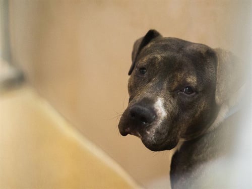 BOBBY - Pit Bull Terrier available for adoption