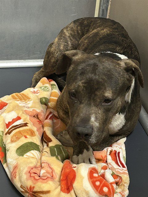 BOBBY - Pit Bull Terrier available for adoption