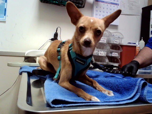 CANELITA Image