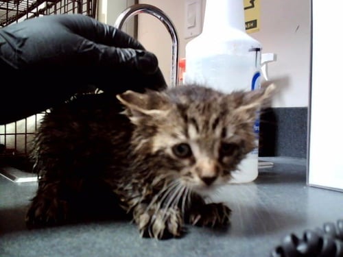 A1047561 - Domestic Short Hair available for adoption