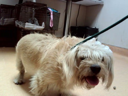 A1049969 - Terrier available for adoption