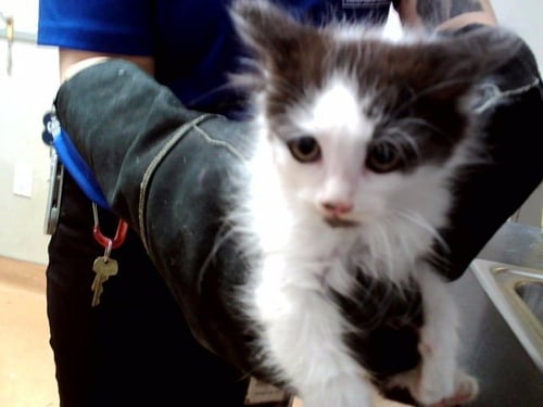 A1048670 - Domestic Medium Hair available for adoption